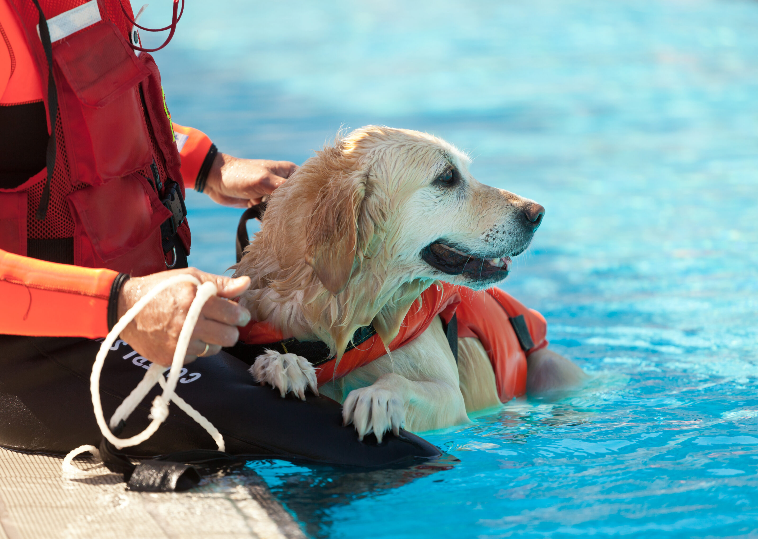 Rettungshund bei der Übung im Wasser