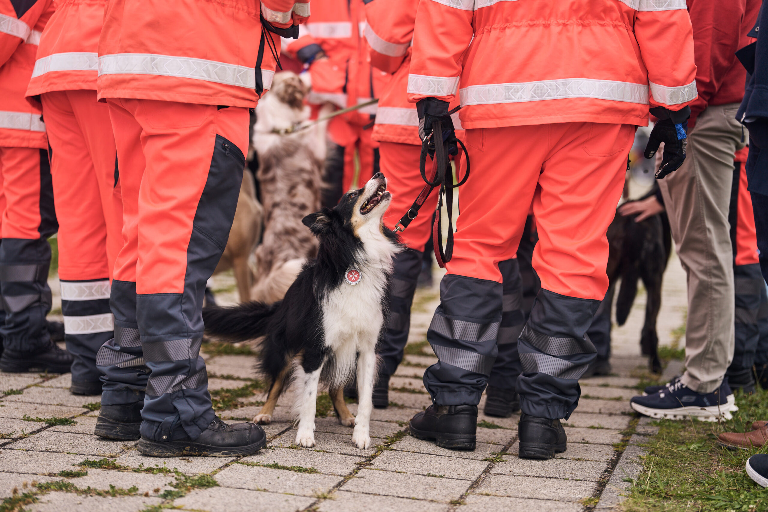 Im Zentrum der Aufnahme ist ein Rettungshund. An seinem Halsband trägt er eine Plakette mit dem Johanniter-Logo. Der Hund wird vom Hundeführer an der Leine gehalten und schaut nach oben. Daneben stehen weitere Einsatzkräfte und Hundeführer mit ihren Rettungshunden.